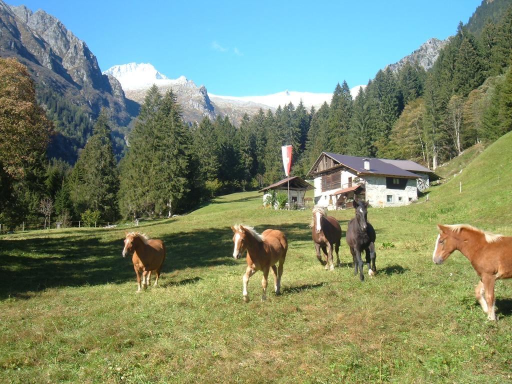 Agriturismo Maso Grisun Borzago Экстерьер фото